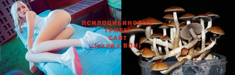 Галлюциногенные грибы Psilocybe  Томари 